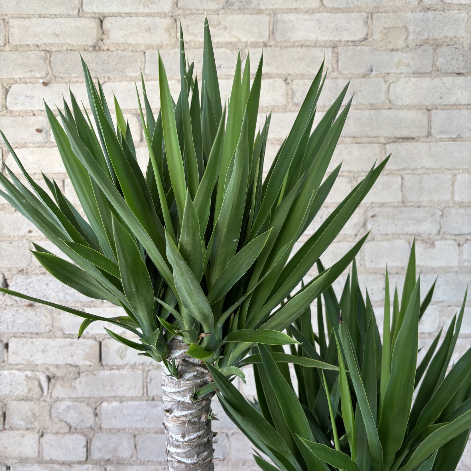 Dracaena Yucca Cane 14" TALL