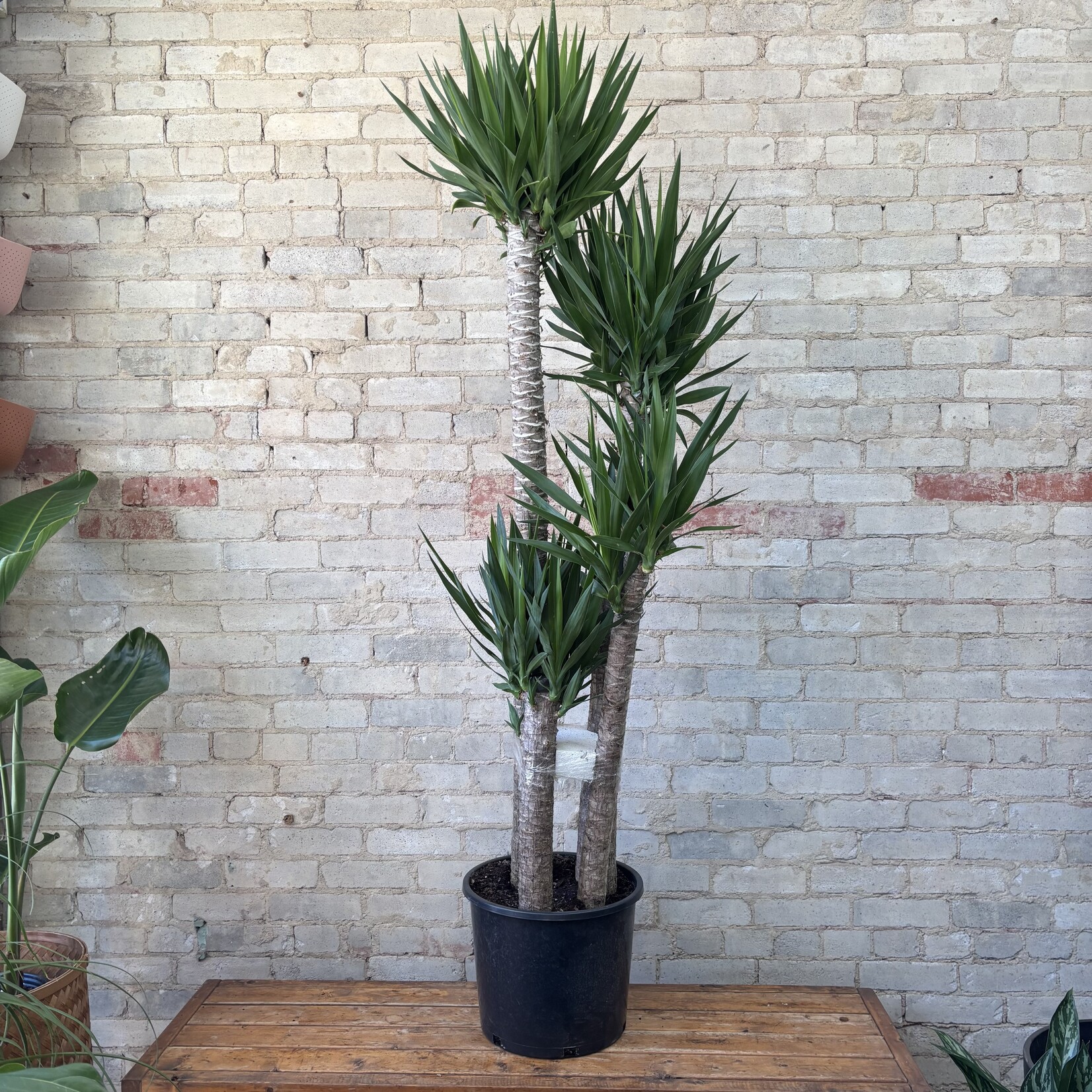 Dracaena Yucca Cane 14" TALL
