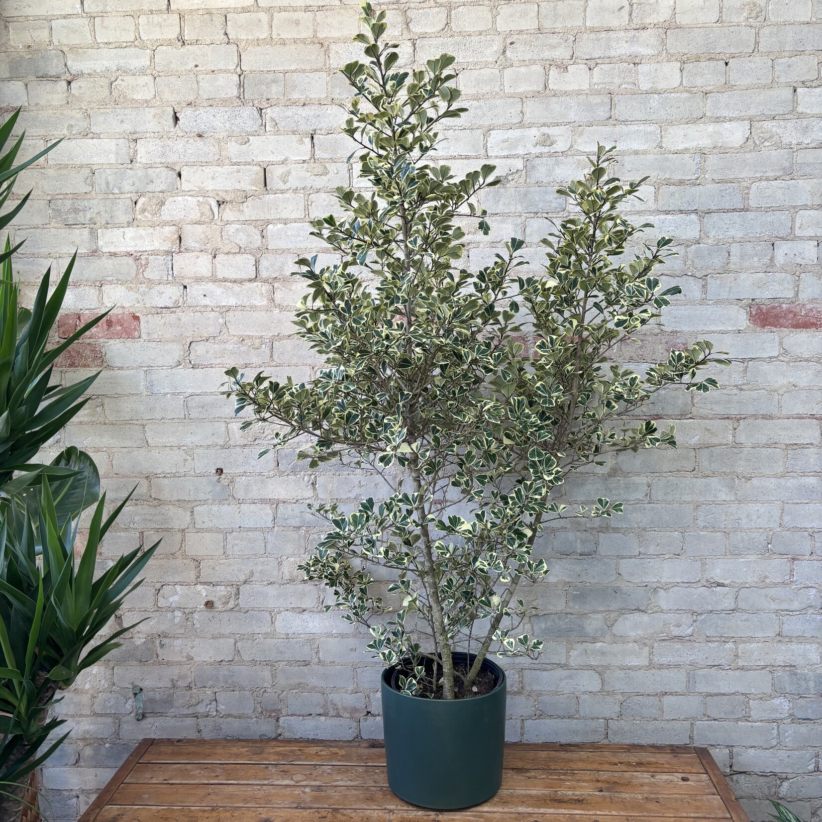 Ficus Triangularis 10"