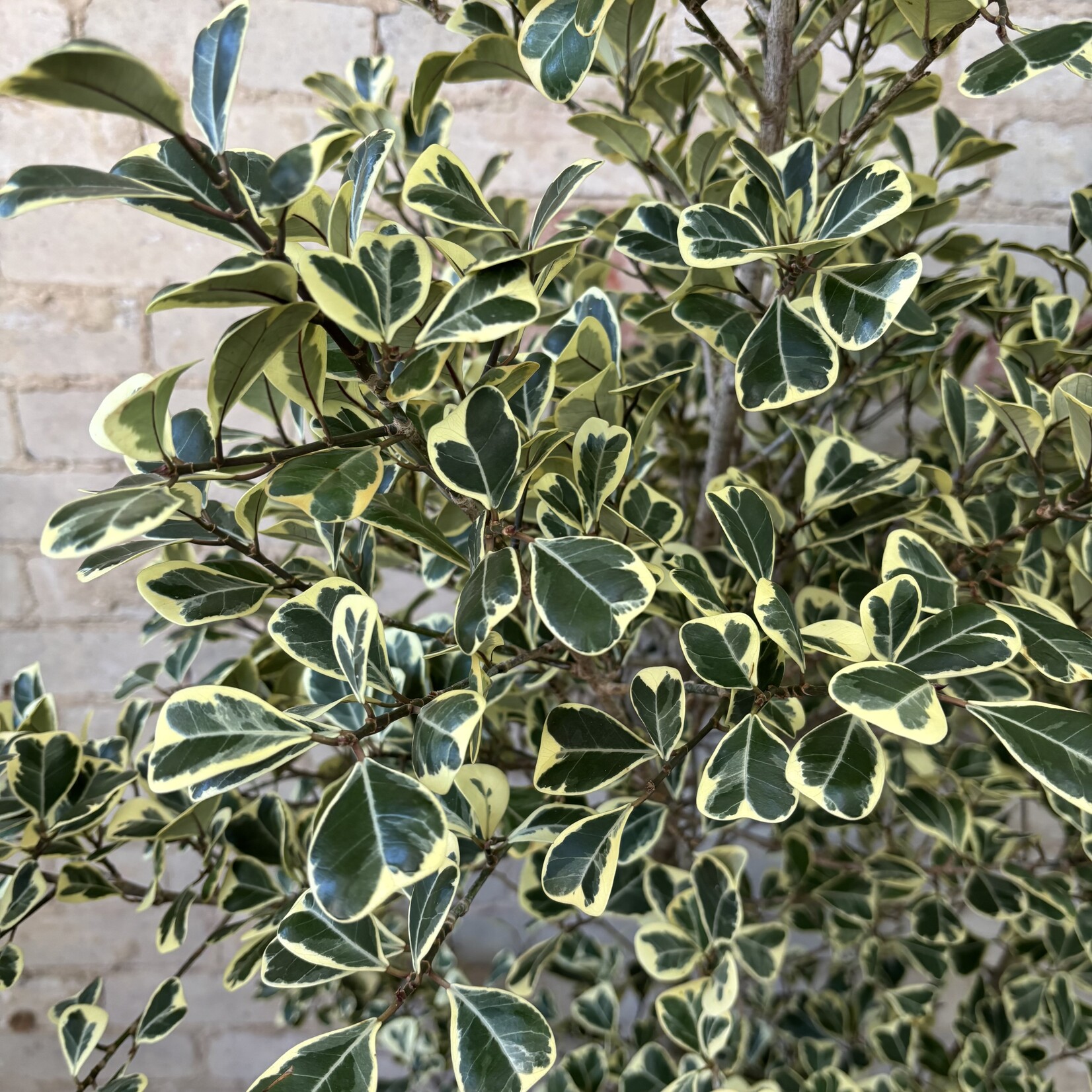 Ficus Triangularis 10"