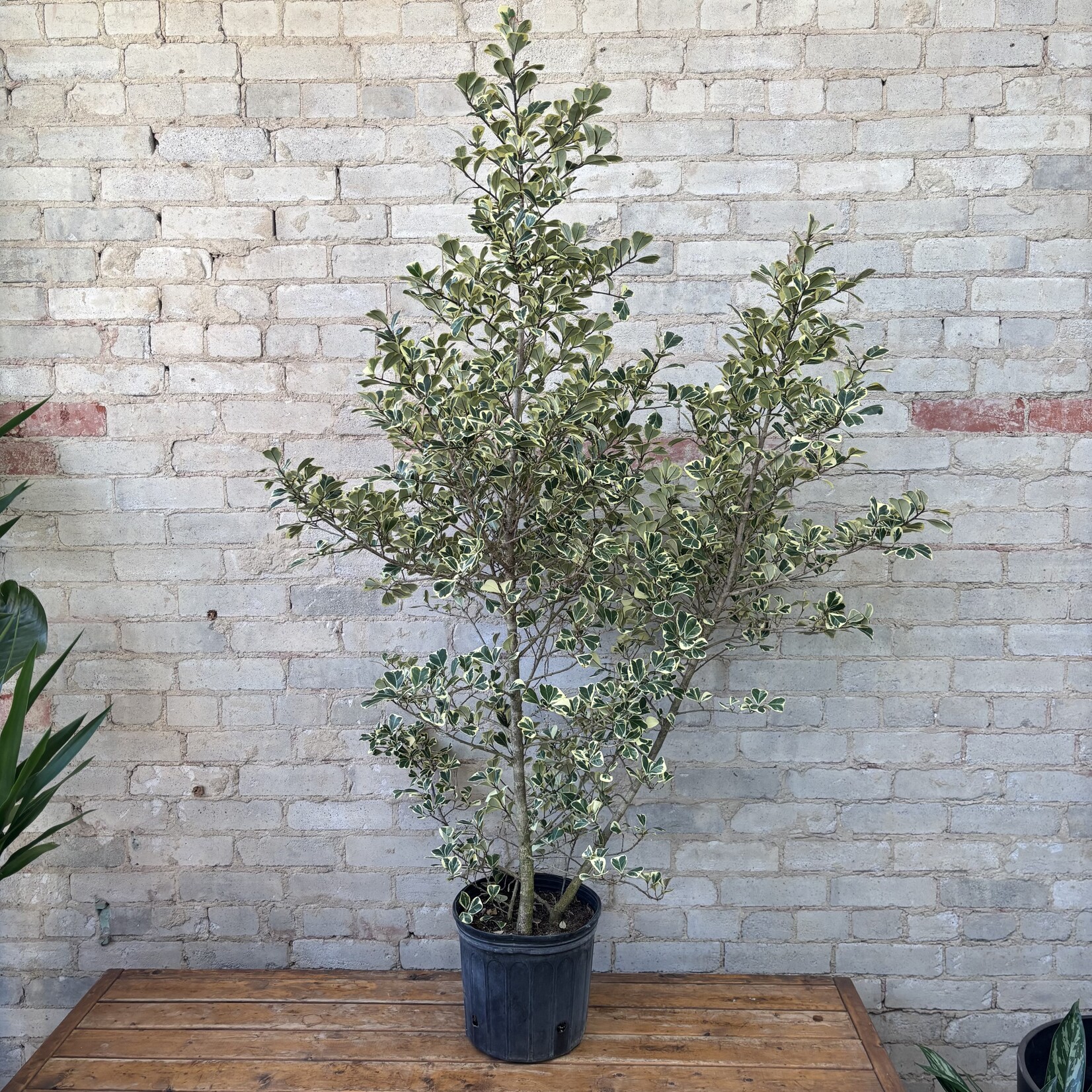Ficus Triangularis 10"