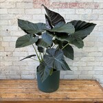 Alocasia Regal Shield 10"