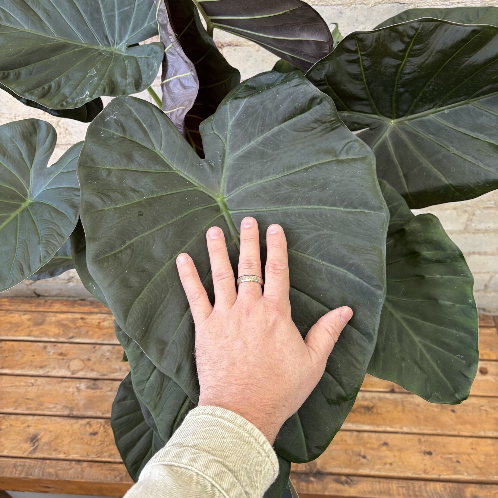 Alocasia Regal Shield 10"