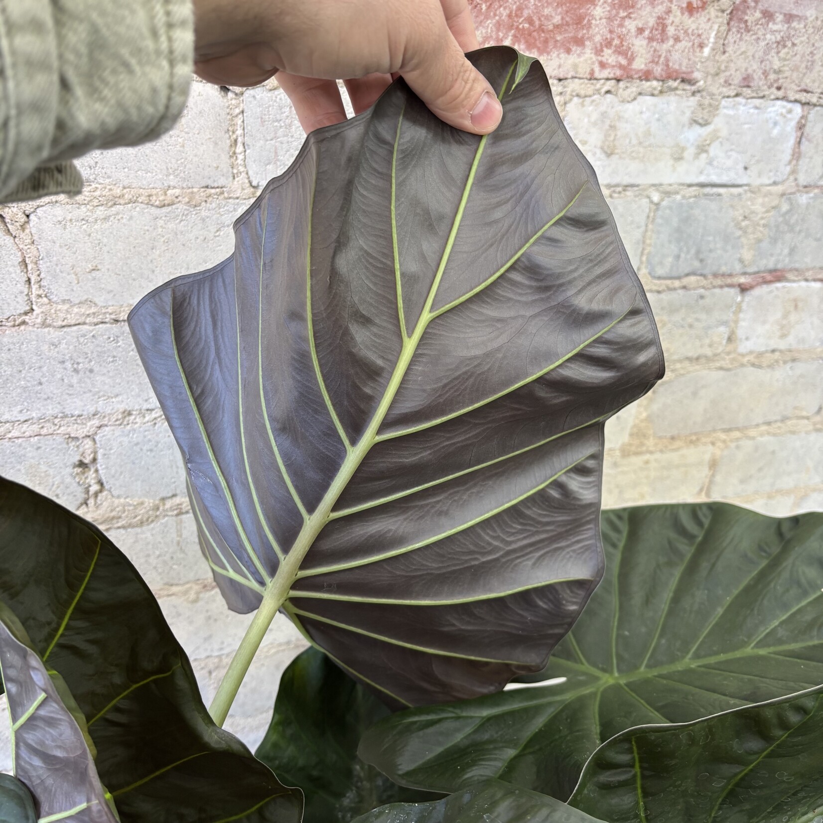 Alocasia Regal Shield 10"