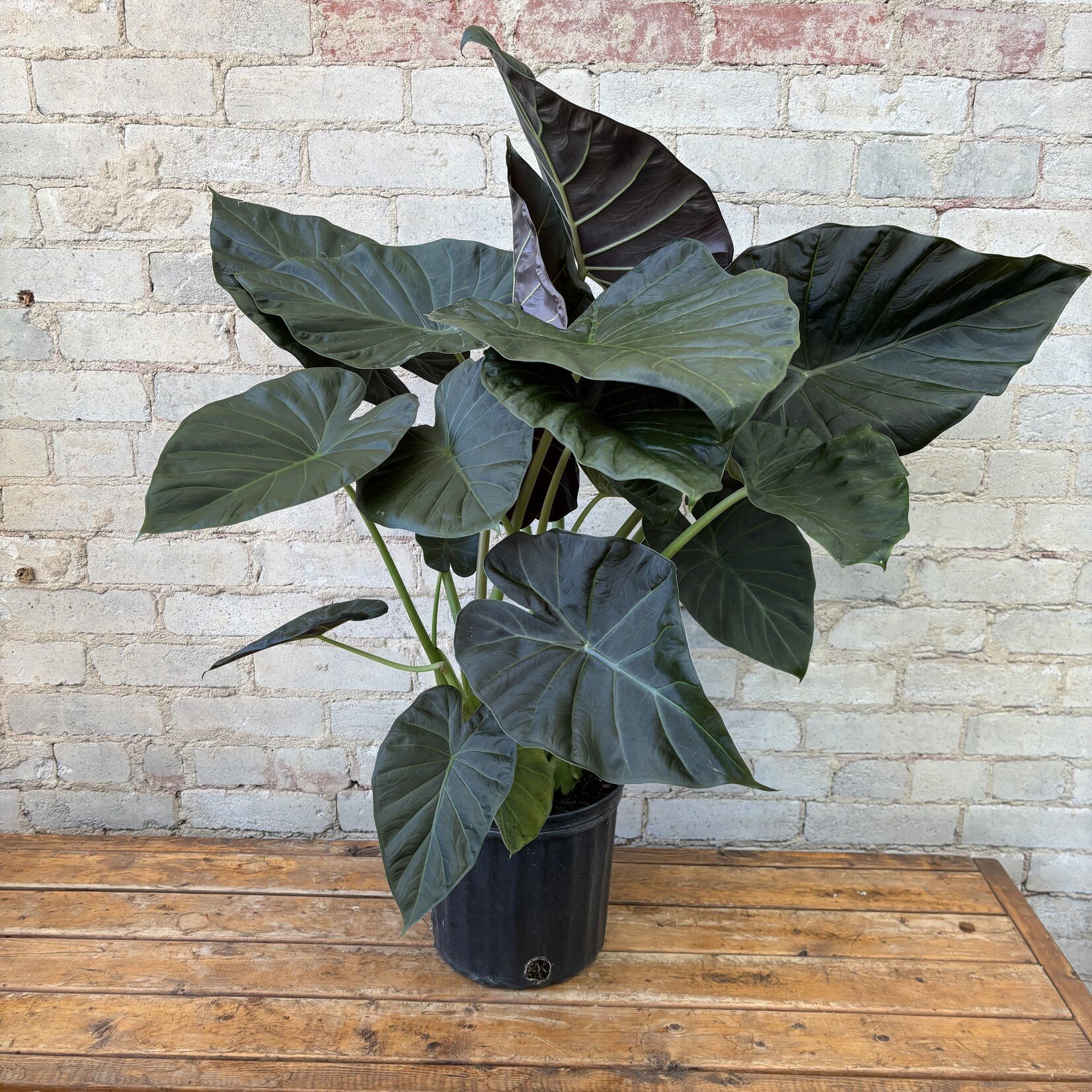 Alocasia Regal Shield 10"