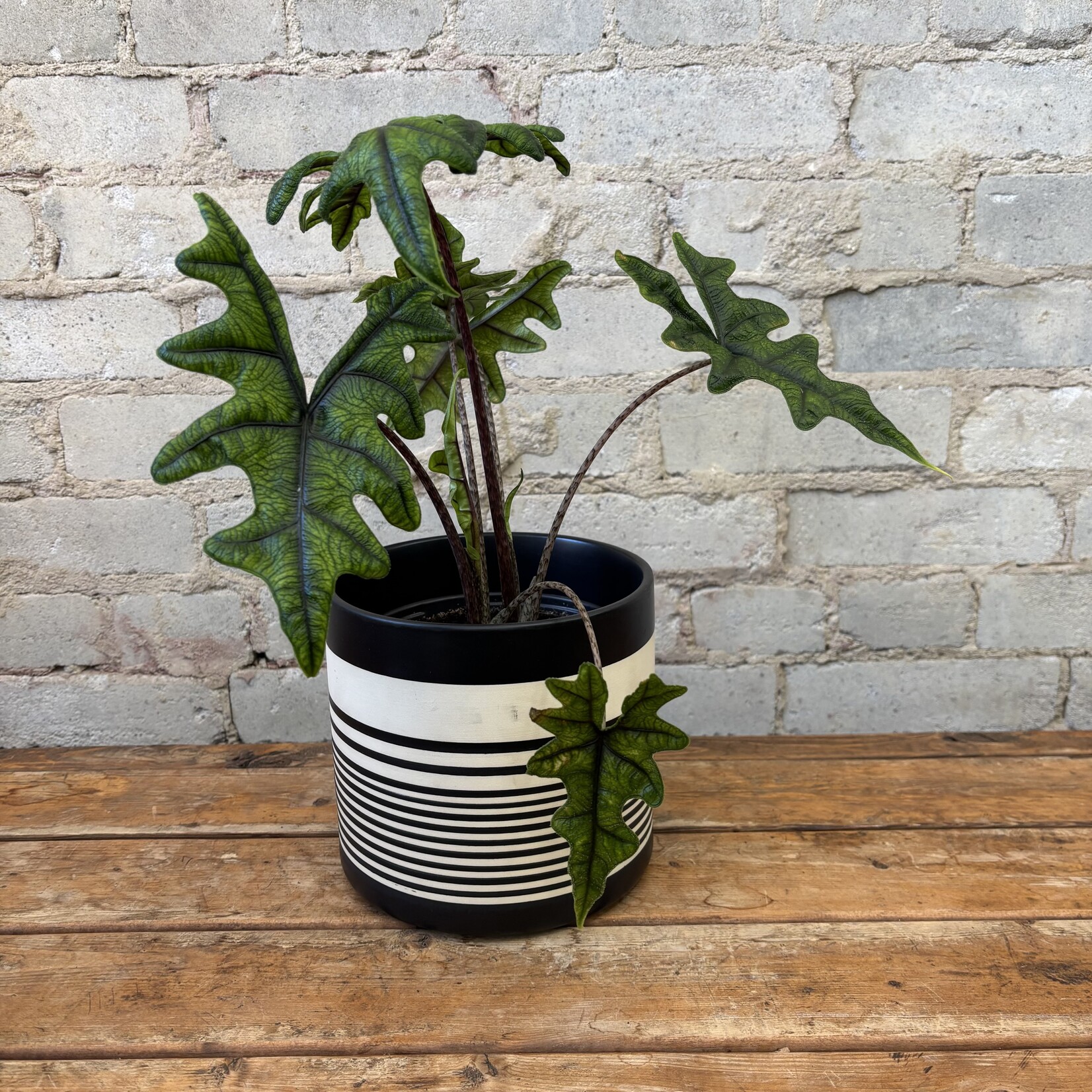 Alocasia Jaclyn 6"