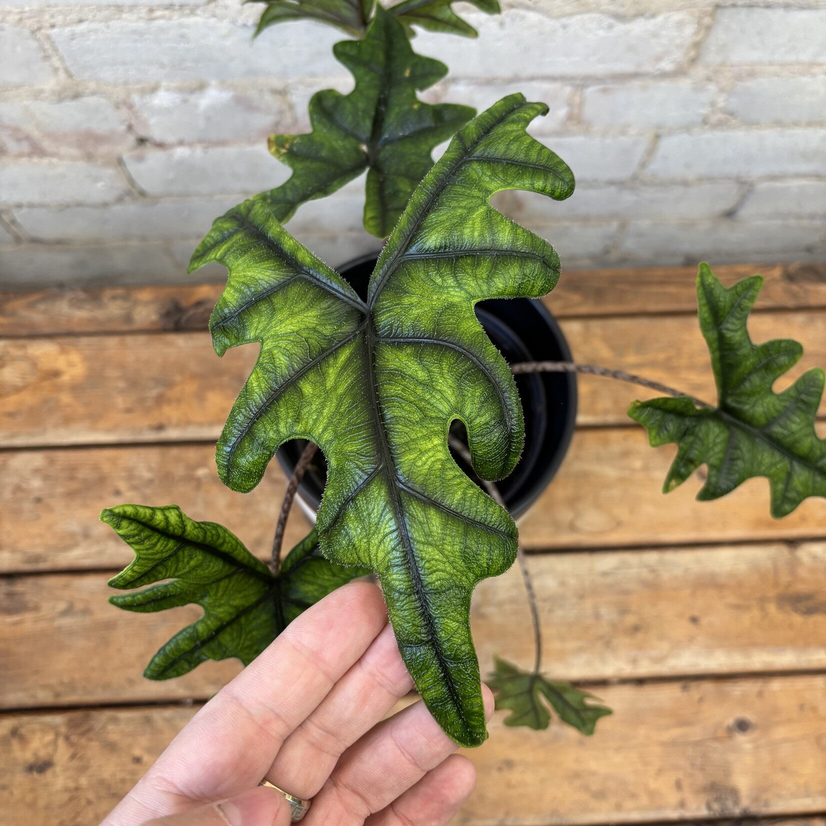 Alocasia Jaclyn 6"