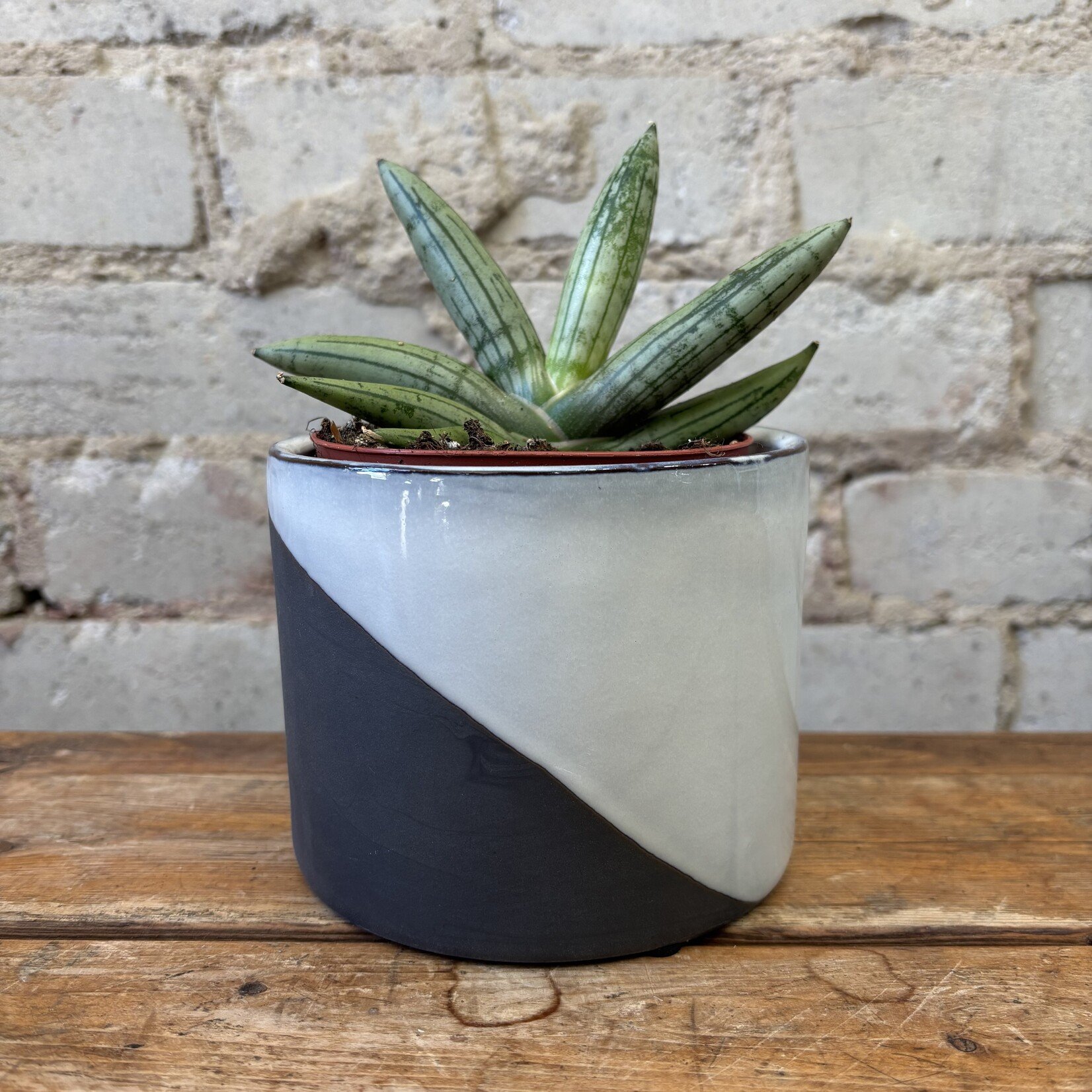 Sansevieria Boncellensis White 4"