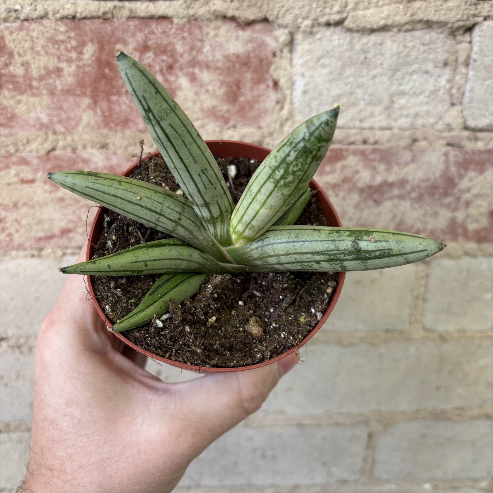 Sansevieria Boncellensis White 4"