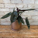 Alocasia Scalprum 6"
