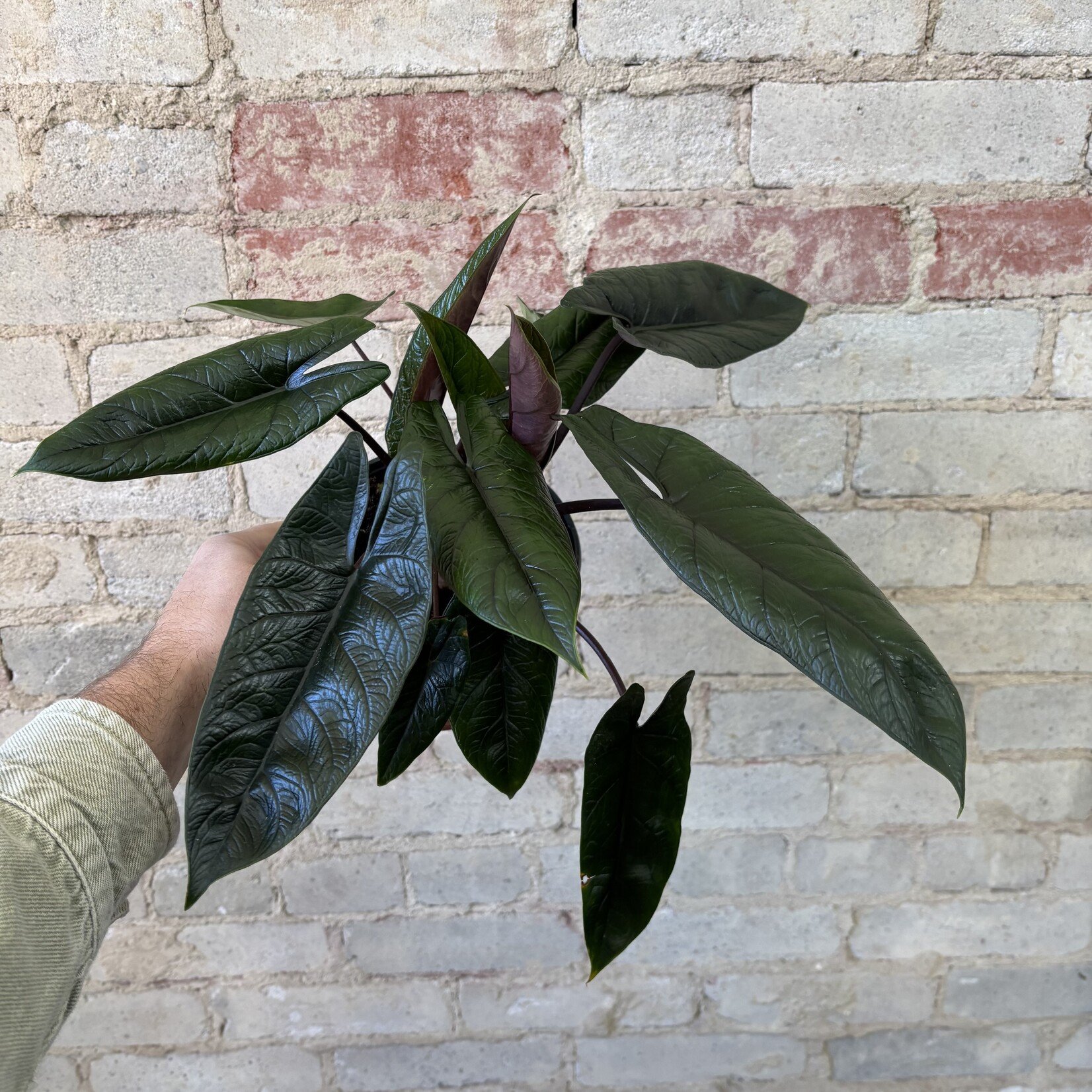 Alocasia Scalprum 6"