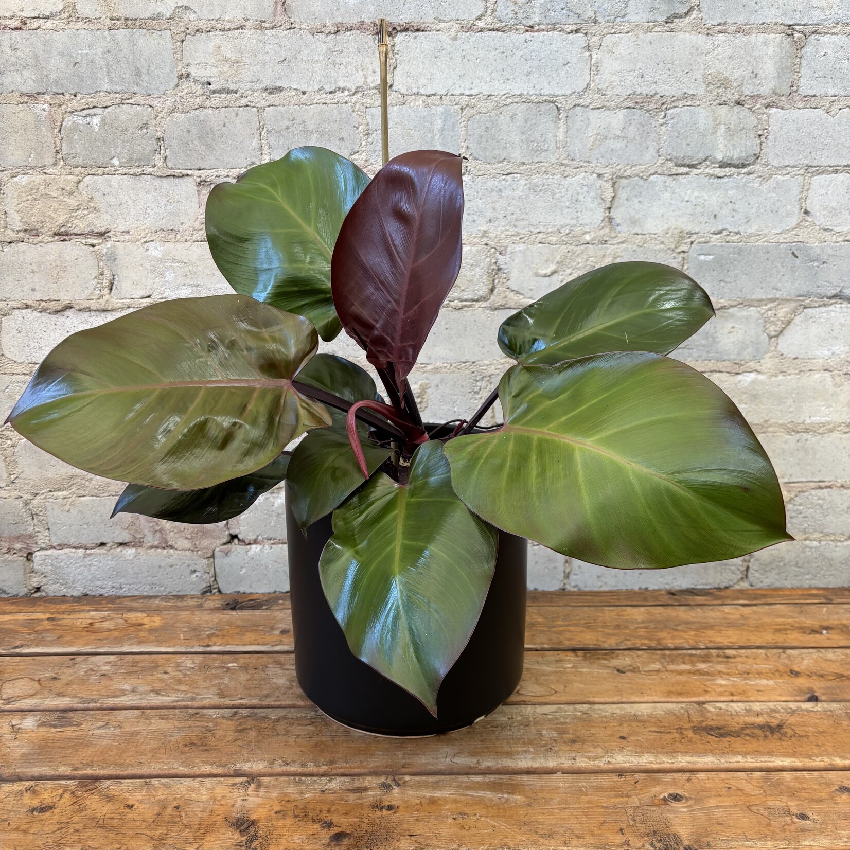 Philodendron McColley's Finale 6"