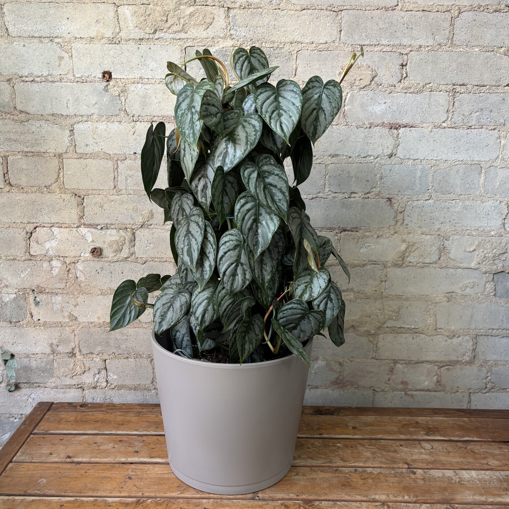 Philodendron Brandtianum Totem 8"