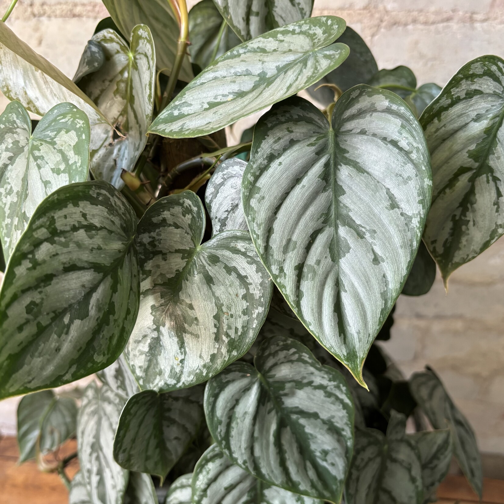 Philodendron Brandtianum Totem 8"