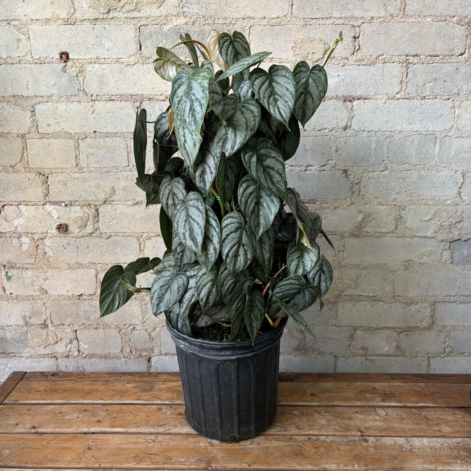 Philodendron Brandtianum Totem 8"