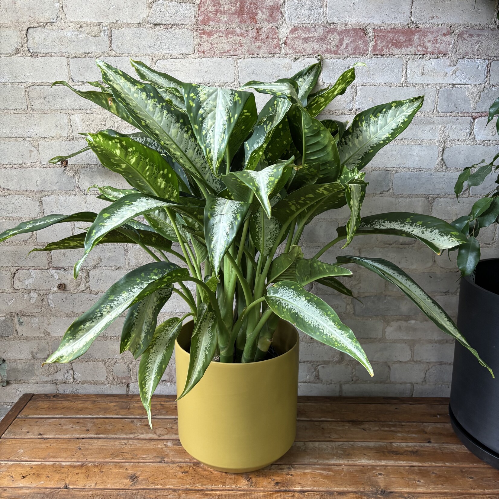 Dieffenbachia Panther 10"