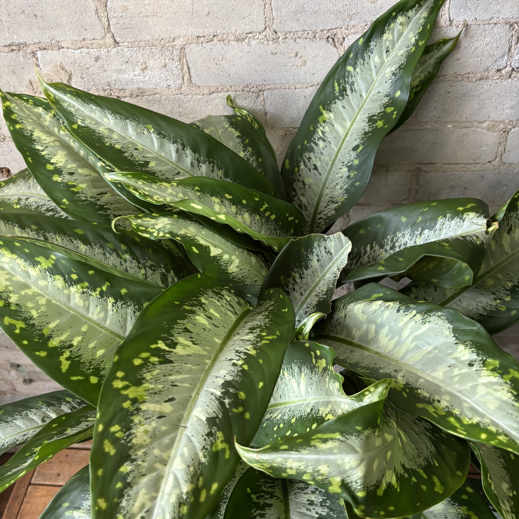 Dieffenbachia Panther 10"