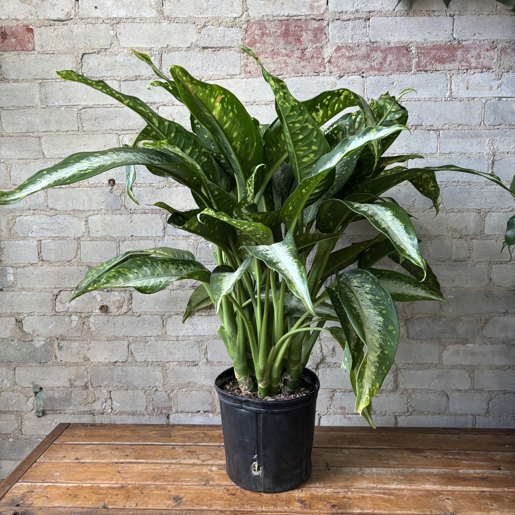 Dieffenbachia Panther 10"