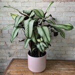 Calathea White Star 10"