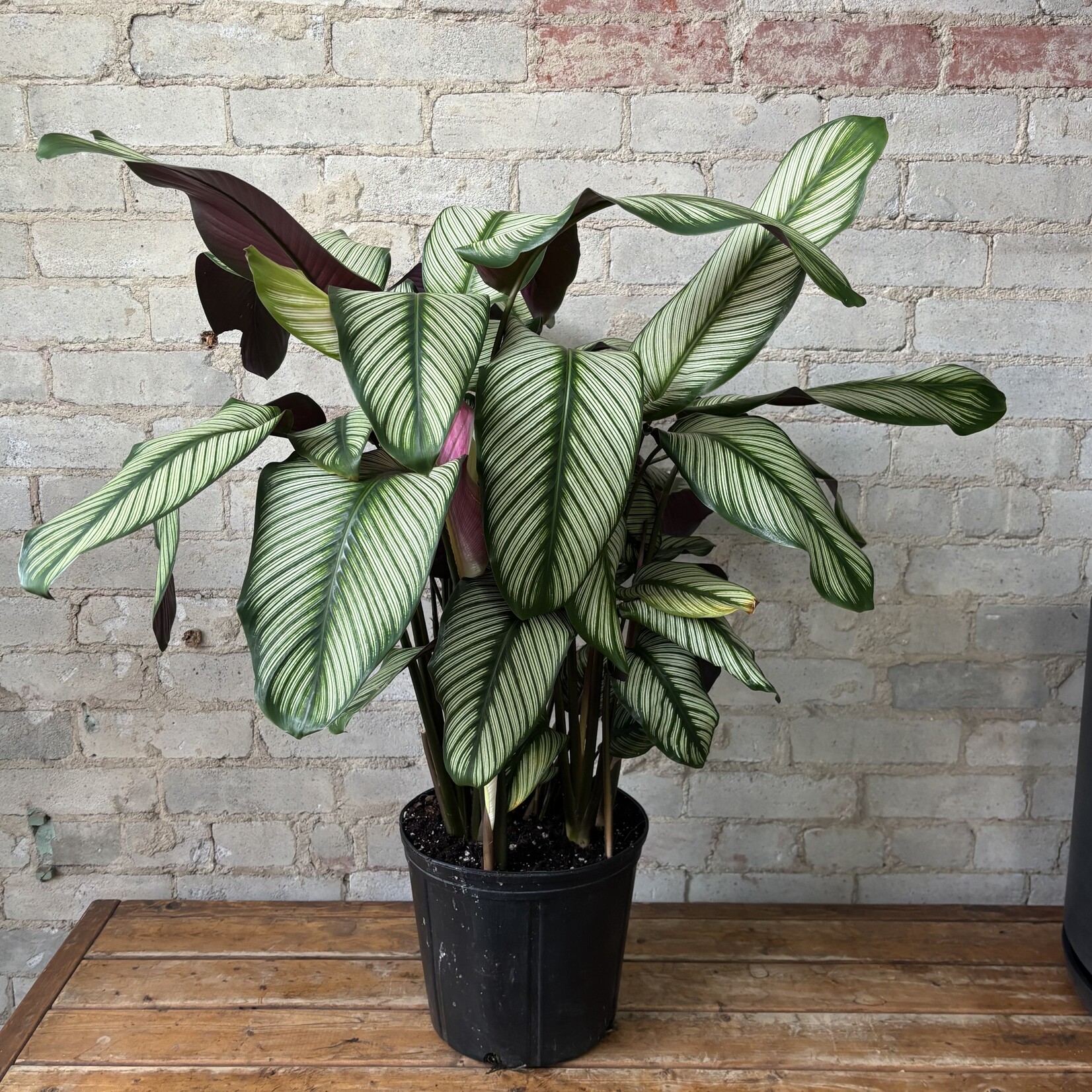 Calathea White Star 10"