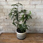 Amydrium Zippelianum 6"