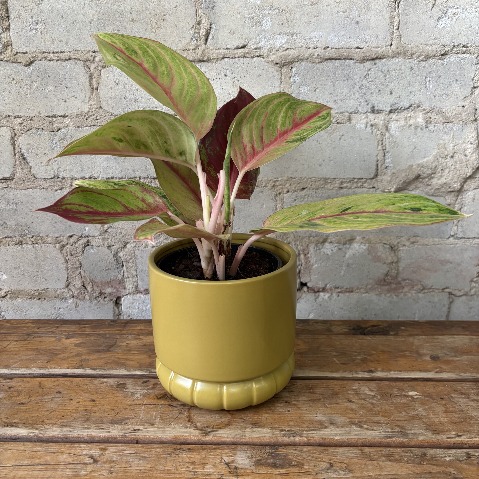 Aglaonema Golden Papaya 5"