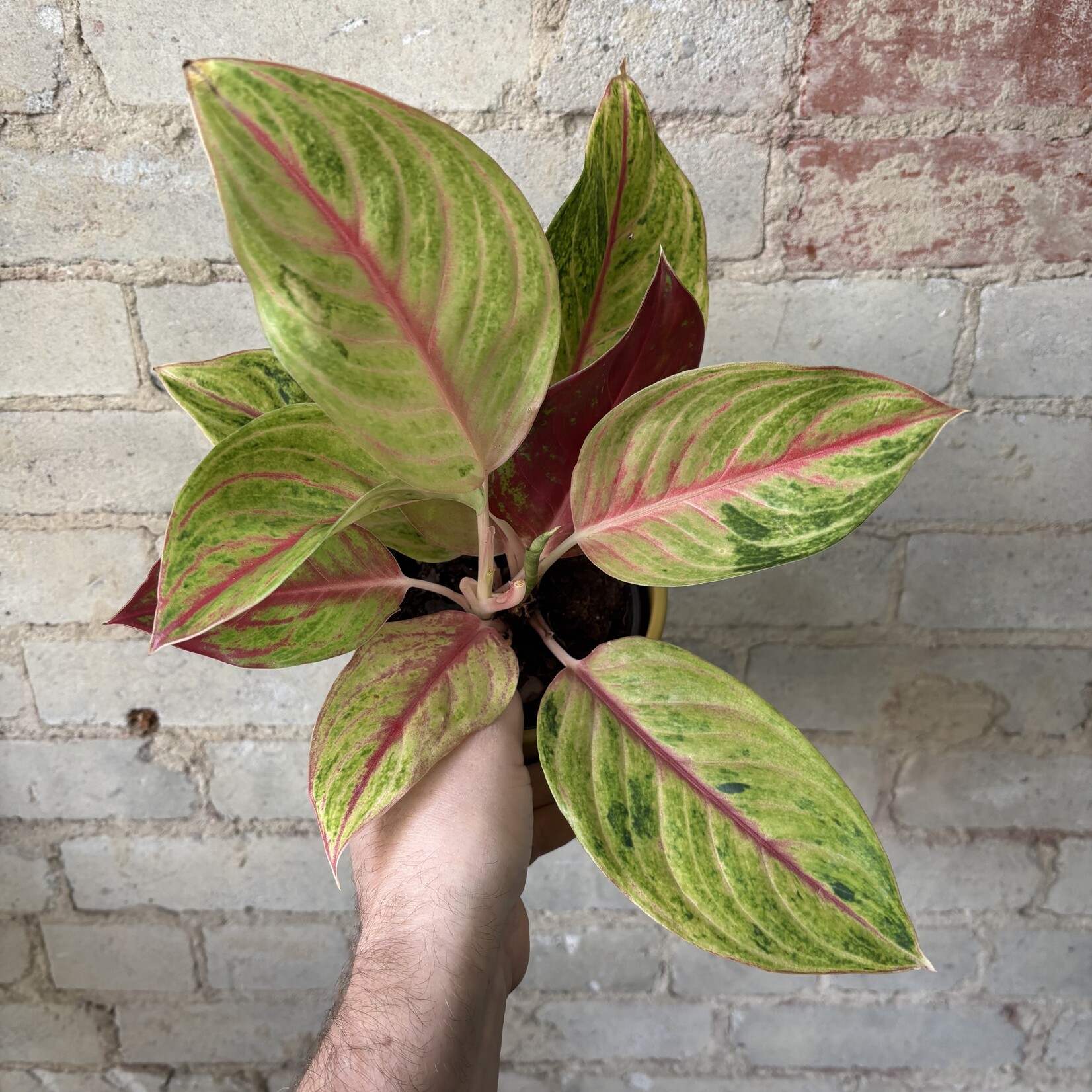 Aglaonema Golden Papaya 5"