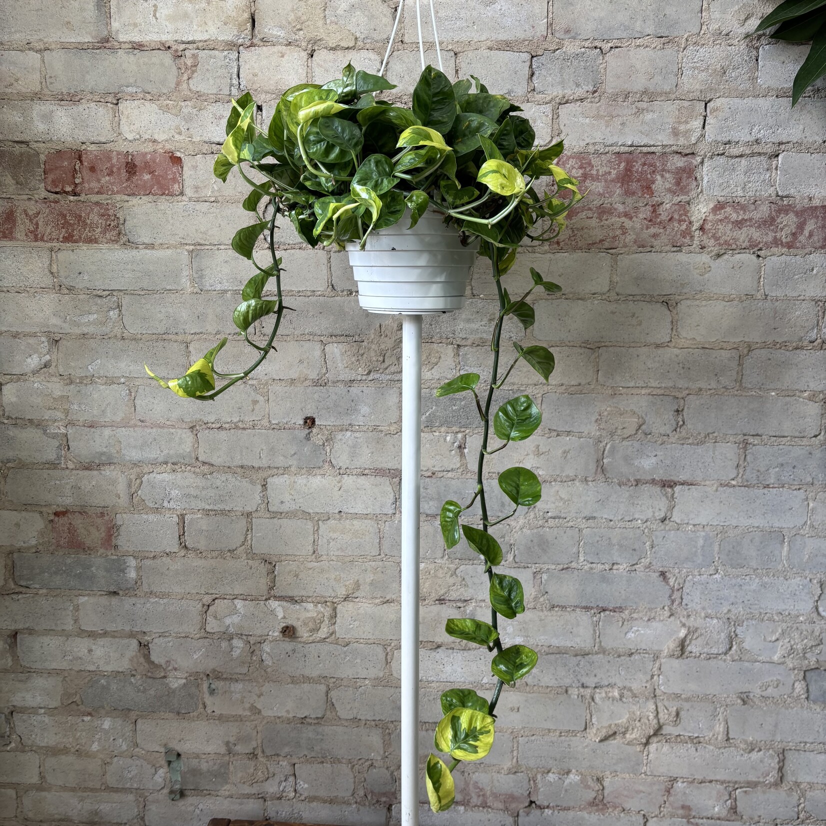 Lemon Meringue Pothos 8" HB