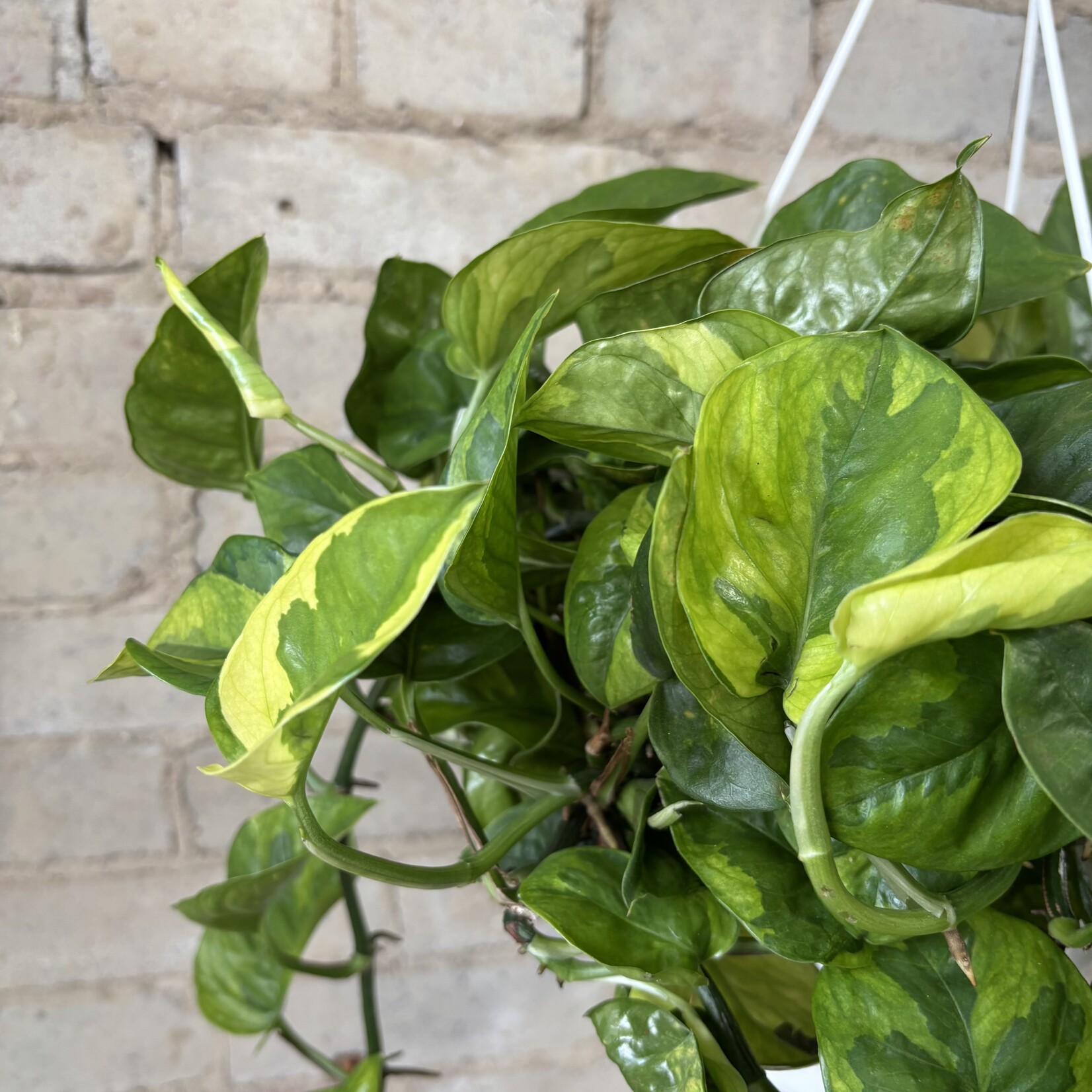 Lemon Meringue Pothos 8" HB