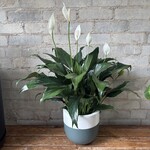 Peace Lily 'Sweet Pablo' 6"