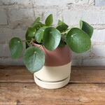 Pilea Peperomioides 3.5"