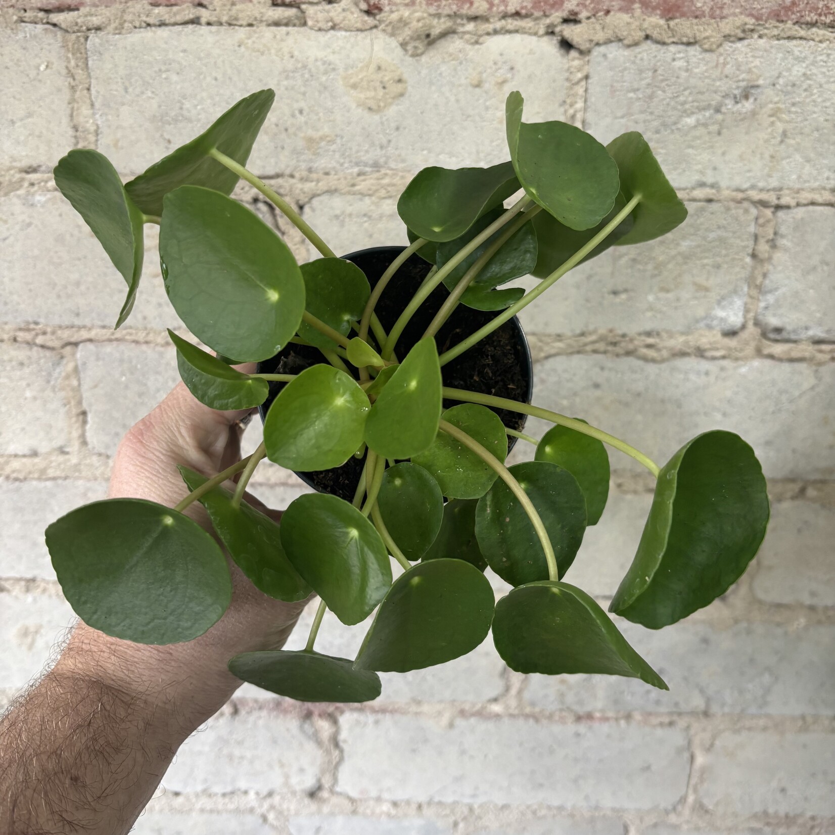 Pilea Peperomioides 3.5"