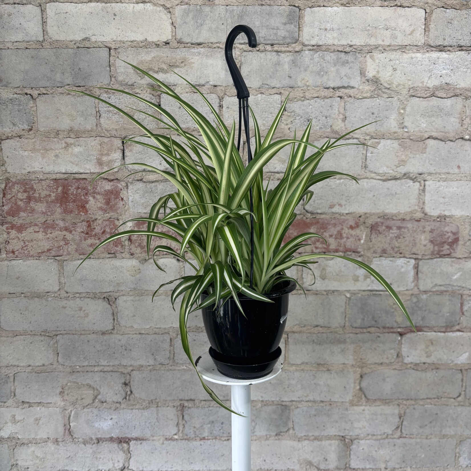 Spider Plant 5"