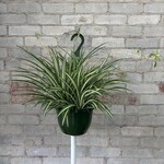 Spider Plant 8" HB