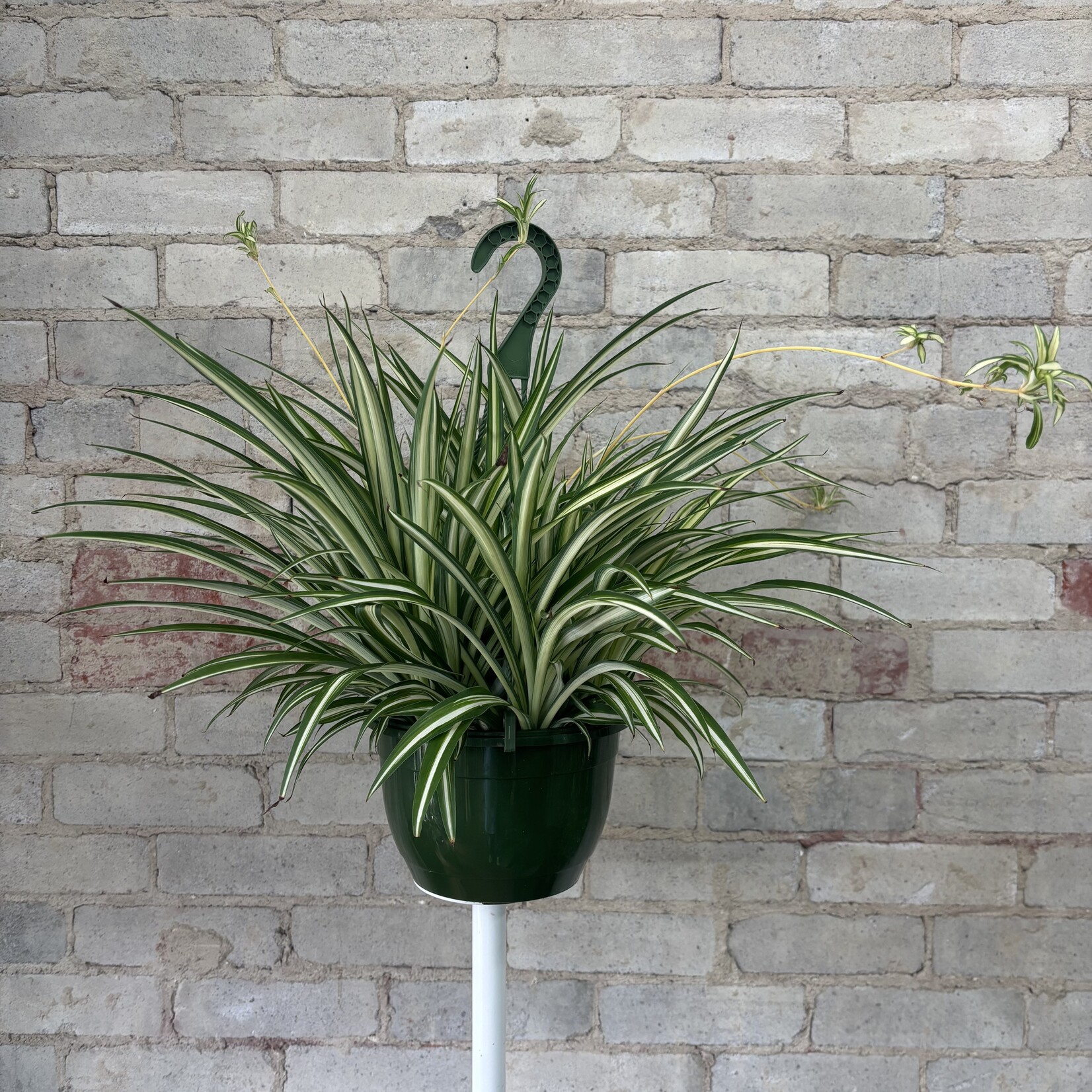 Spider Plant 8" HB