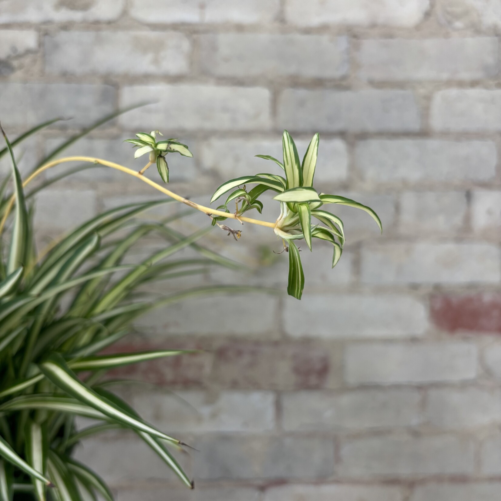 Spider Plant 8" HB