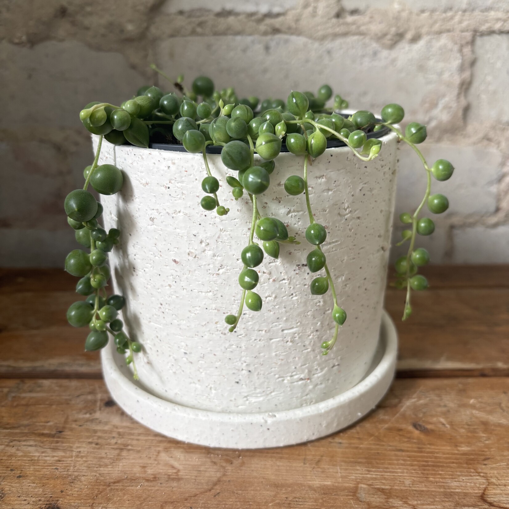 String of Pearls 5"
