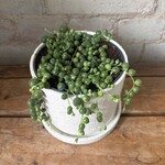String of Pearls 5"