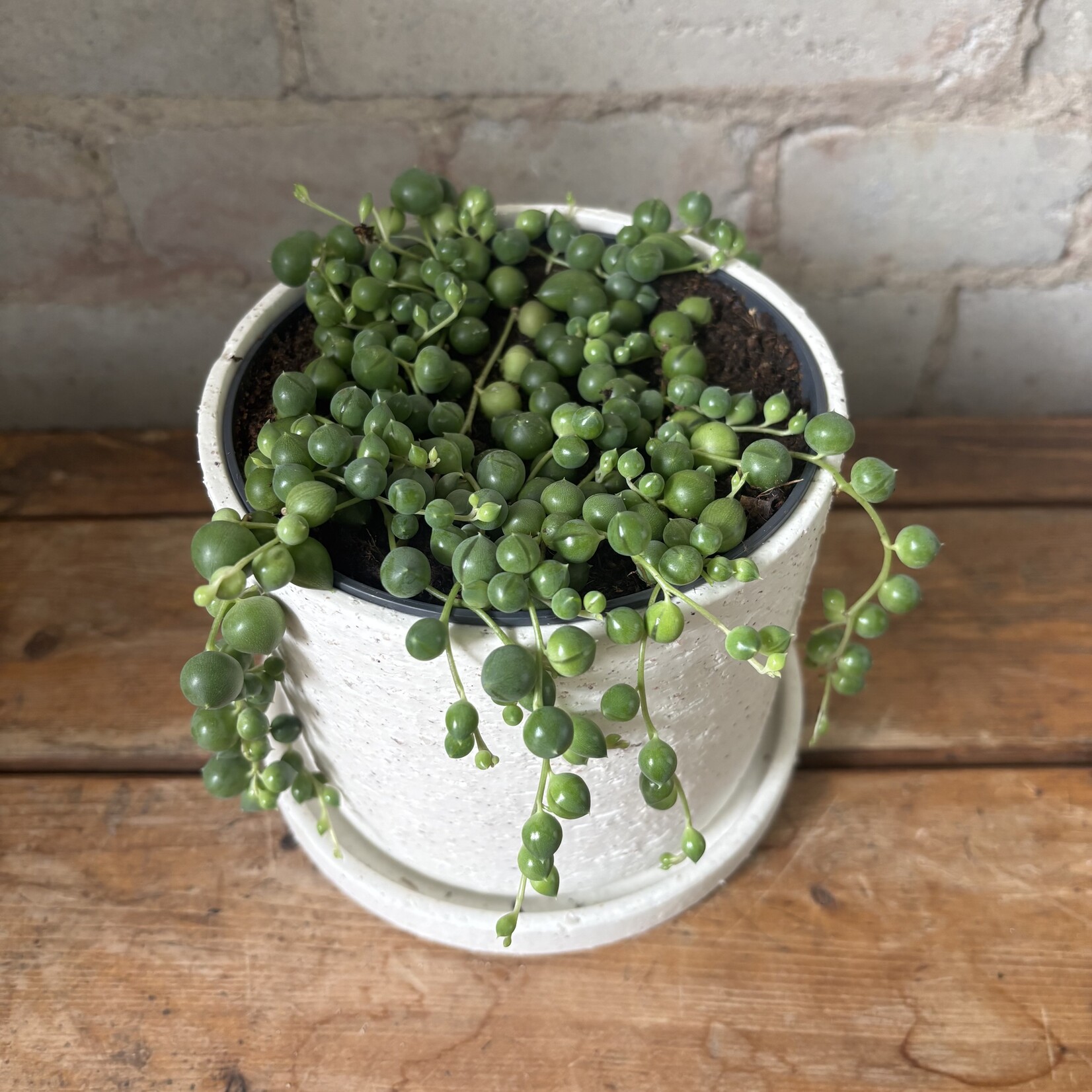 String of Pearls 5"