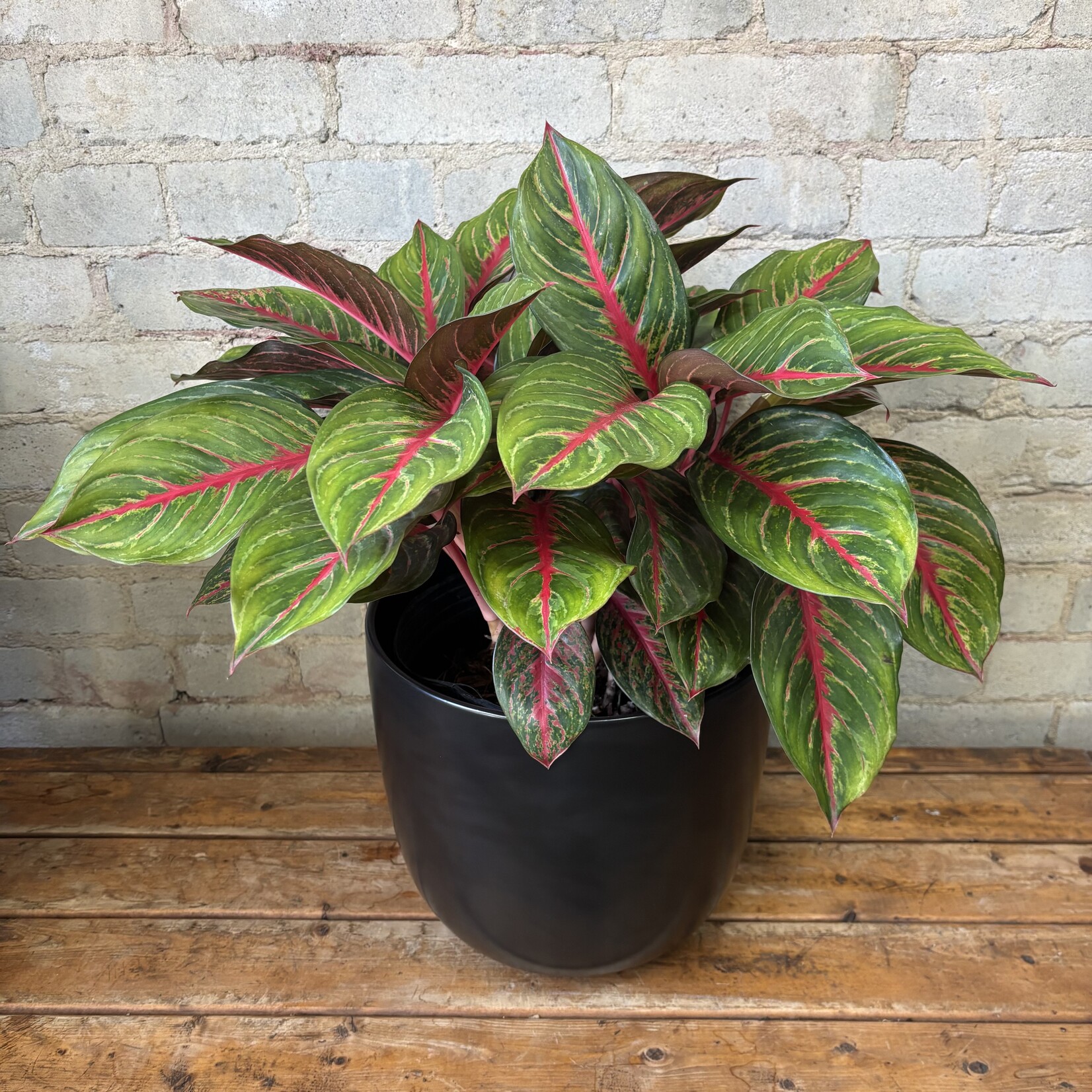Aglaonema Garnet Coltrane 10"