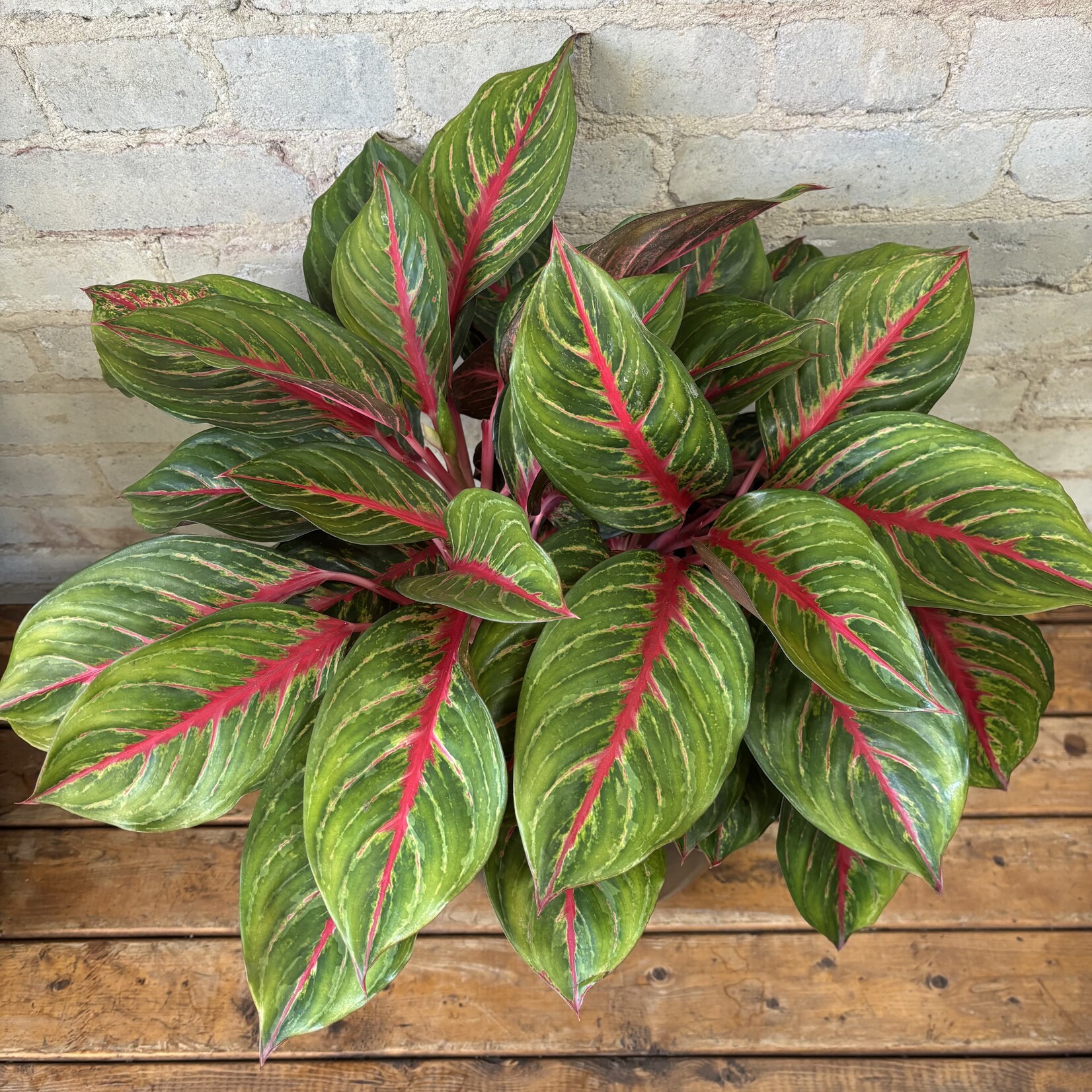 Aglaonema Garnet Coltrane 10"