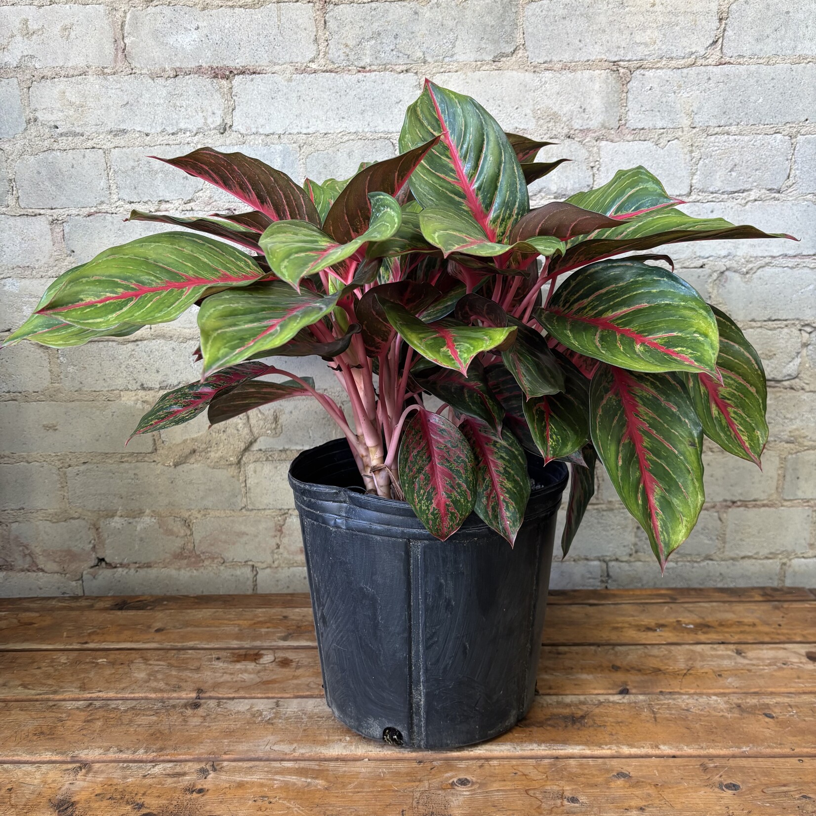Aglaonema Garnet Coltrane 10"