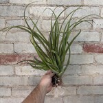 AirPlants XL B