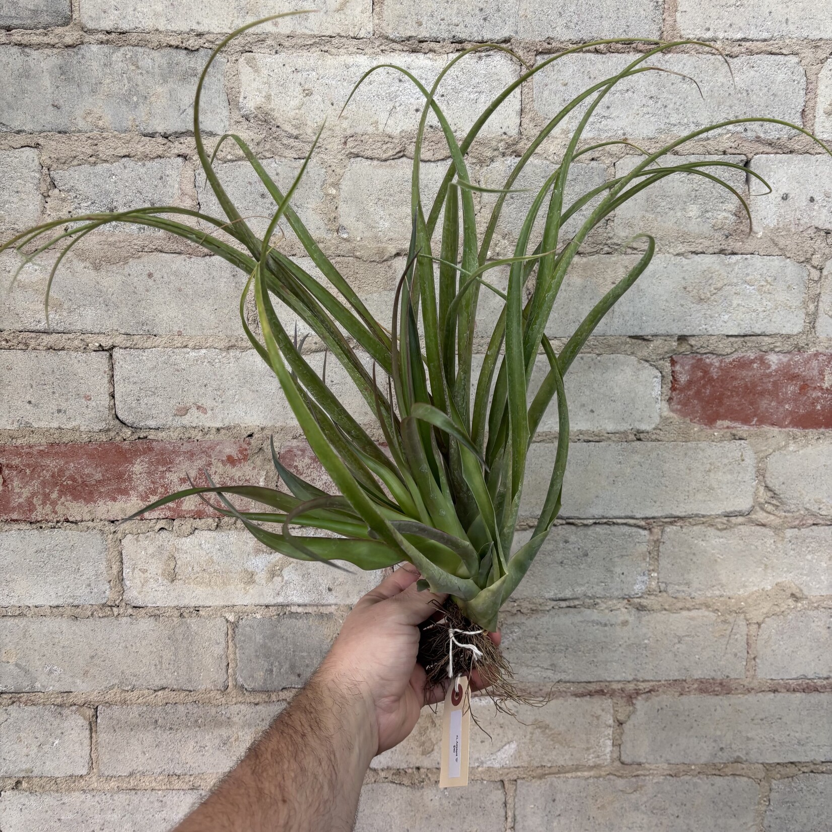 AirPlants XL B