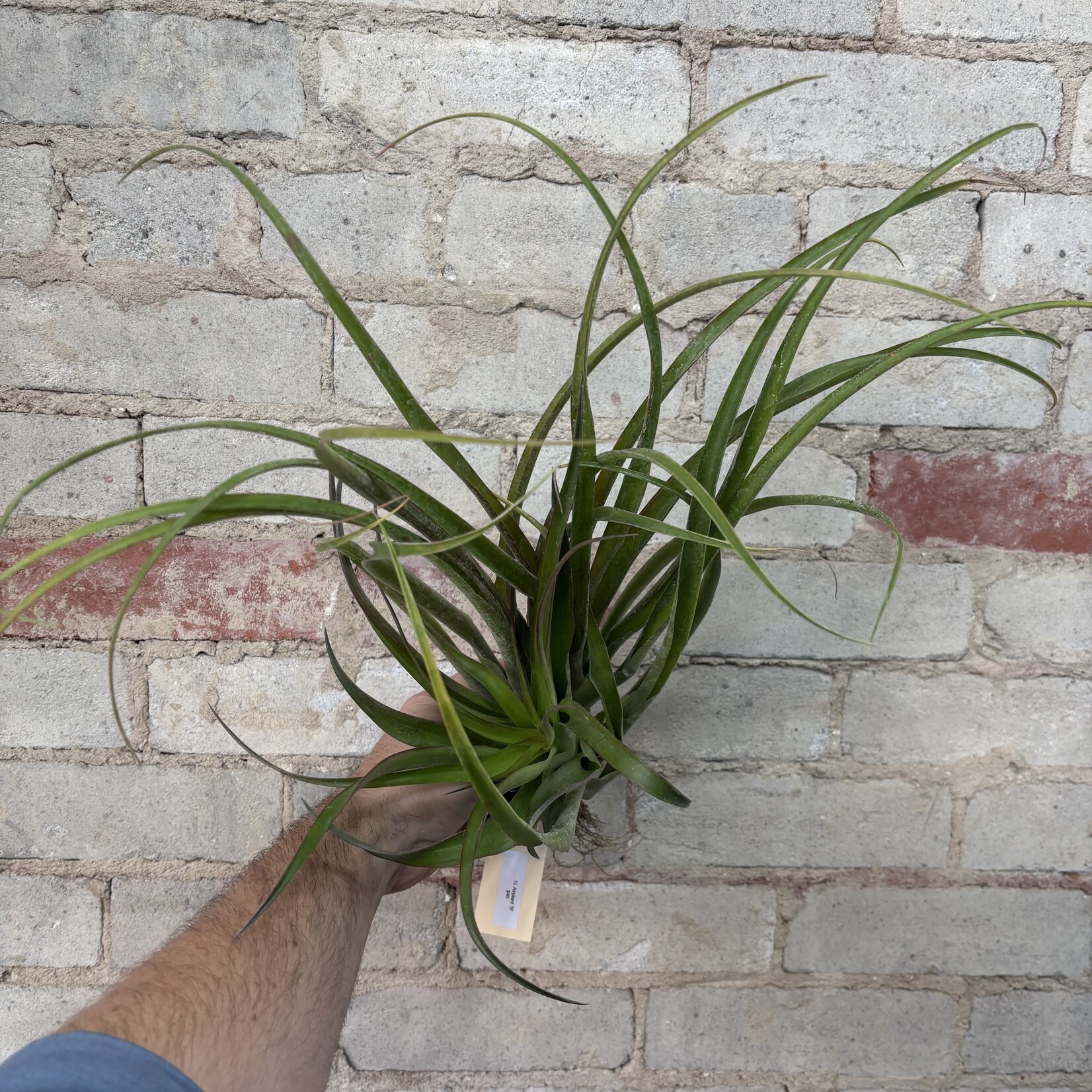 AirPlants XL B