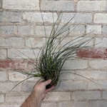 AirPlants XL A