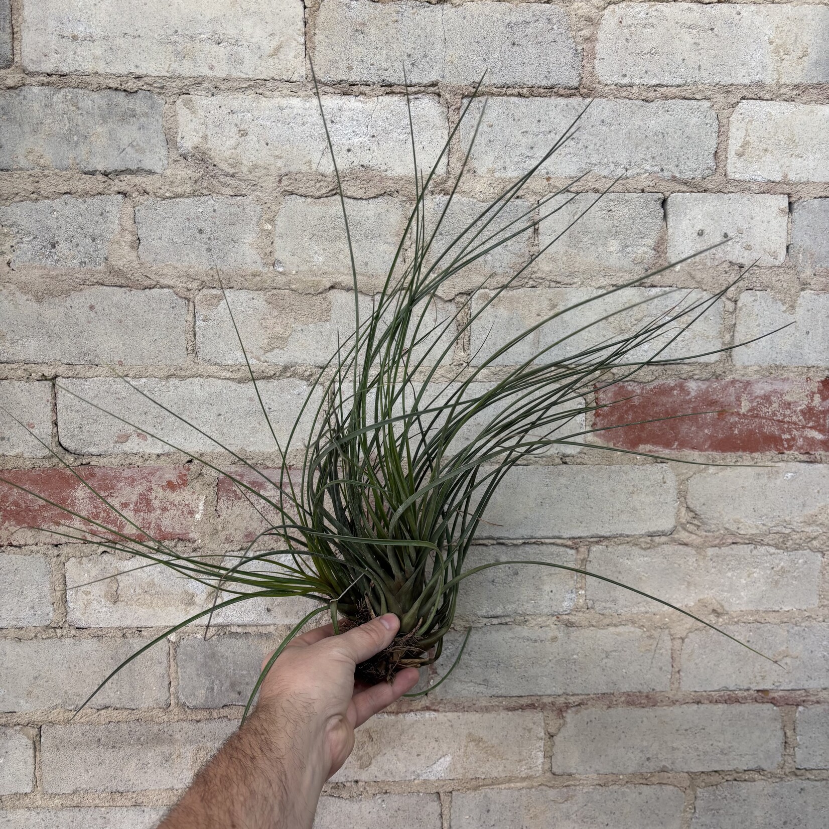 AirPlants XL A