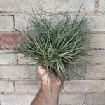 AirPlants XL C