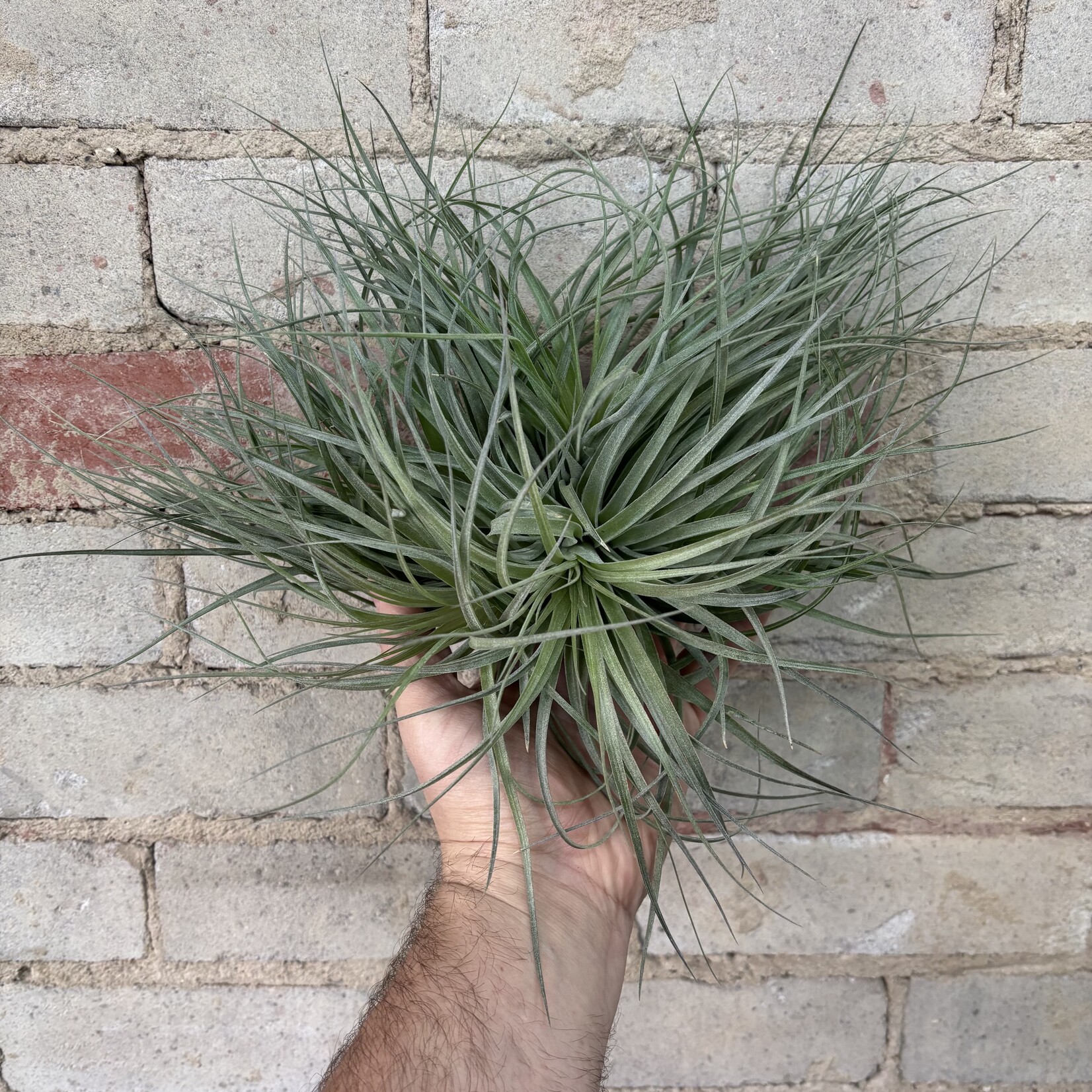 AirPlants XL C