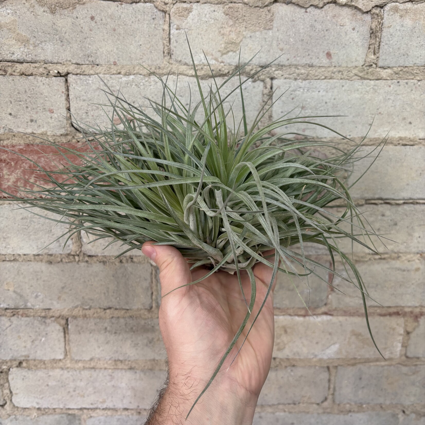 AirPlants XL C